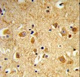 DNM3 / Dynamin 3 Antibody (aa557-584)