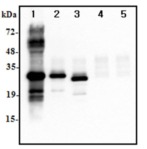 IL37 Antibody