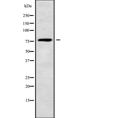 Polyclonal Rabbit anti-Human ACOX3 Antibody (IF, WB)