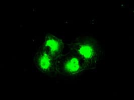 Monoclonal Mouse anti-Human PRKY Antibody (clone OTI5E9, Carrier-free, IHC, IF, WB)