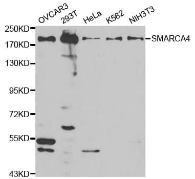 SMARCA4 / BRG1 Antibody