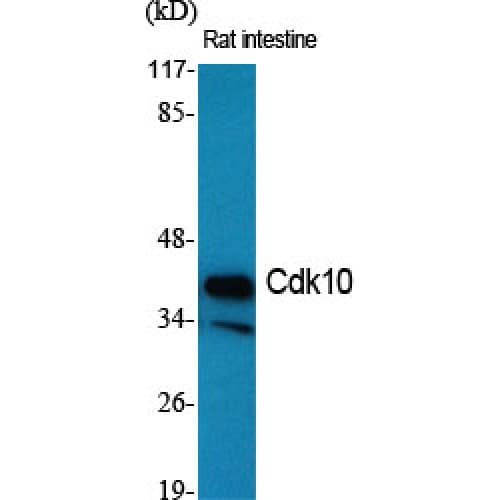 Polyclonal Rabbit anti-Human CDK10 Antibody (30-110 aa, Internal, IHC, WB)