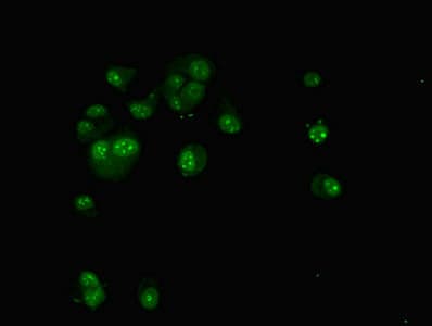 TAF1C Antibody (aa70-320)
