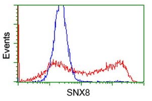 SNX8 Antibody (clone OTI1D12, Carrier-free)