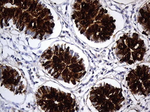 TFF3 / Trefoil Factor 3 Antibody (aa72-130, clone OTI4D10, Carrier-free)
