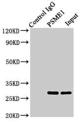 PSME1 Antibody