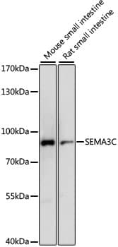 SEMA3C / Semaphorin 3C Antibody (aa21-330)