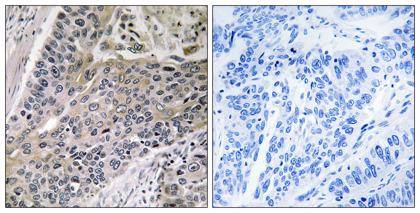 Polyclonal Rabbit anti-Human MRPS7 Antibody (aa91-140, IHC, WB)