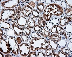APP / Beta Amyloid Precursor Antibody (clone OTI4C3, Carrier-free)