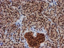 CRYZL1 Antibody (clone OTI2F9)