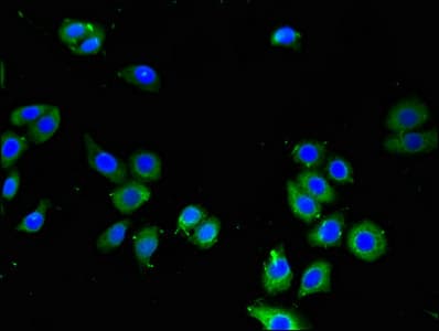 Polyclonal Rabbit anti-Human LPXN / Leupaxin Antibody