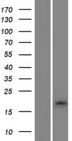 GLRX2 / Glutaredoxin 2 Protein (Over-Expression Lysate Myc-DDK (Flag))