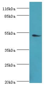 DRD5 / Dopamine Receptor D5 Antibody (aa361-477)