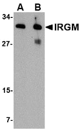IHC-plus™ IRGM / LRG-47 Antibody
