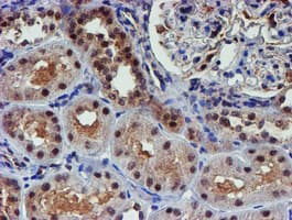 PSMD2 Antibody (clone OTI1G6)