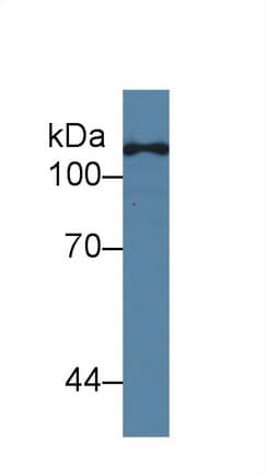 TLR5 Antibody (aa46-205)