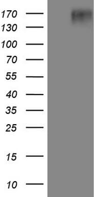EGFR Antibody (clone OTI2F5, Carrier-free)