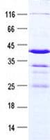 Human HHLA3 Protein (Recombinant GST, N-terminus + His, C-terminus)