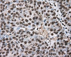 Monoclonal Mouse anti-Human Basigin / Emmprin / CD147 Antibody (clone OTI4E11, IHC, IF, WB)