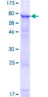 Human KCNV1 / Kv8.1 Protein (Recombinant GST)