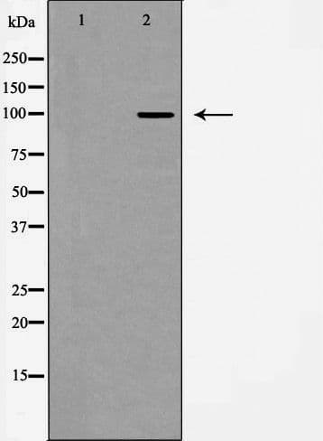 Polyclonal Rabbit anti-Human GRM3 / MGLUR3 Antibody (IHC, WB)