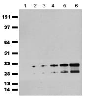 Polyclonal Chicken mCherry Antibody (WB)