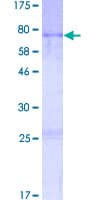 Human AVEN / PDCD12 Protein (Recombinant GST)