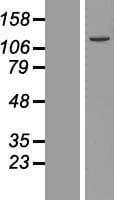 KIAA0776 / NLBP Protein (Over-Expression Lysate Myc-DDK (Flag))