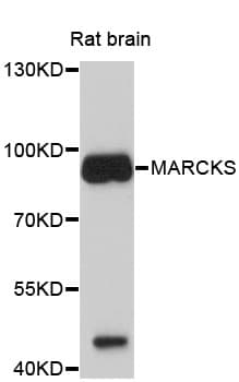 MARCKS Antibody