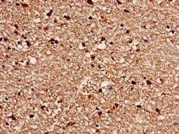 CACNG3 Antibody