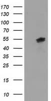 IHC-plus™ ERGIC-53 / LMAN1 Antibody (clone 2B10)