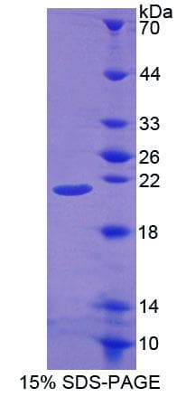 Mouse POFUT1 Protein (Recombinant His-T7)
