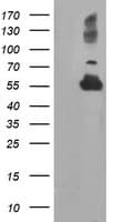 TUBAL3 Antibody (clone OTI4C5)