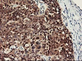 Monoclonal Mouse anti-Human RBBP7 / RbAp46 Antibody (clone OTI5A4, IHC, WB)