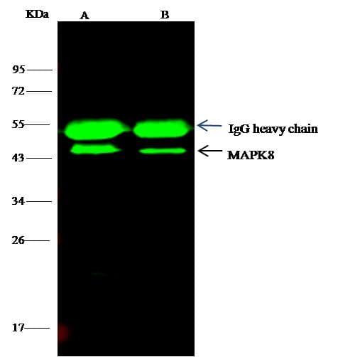 MAPK8 / JNK1 Antibody (Preservative Free)