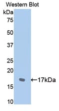 CDH2 / N Cadherin Antibody (aa144-273)