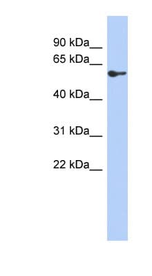 Polyclonal Rabbit anti-Human ZNF165 Antibody (aa287-336, WB)