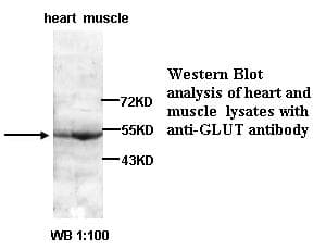 SLC2A1 / GLUT-1 Antibody