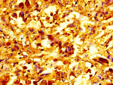 SNCA / Alpha-Synuclein Antibody (aa1-140)