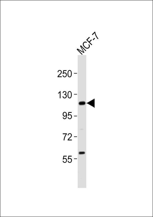 VAV2 Antibody