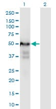 PLRG1 Antibody (clone 7H2)