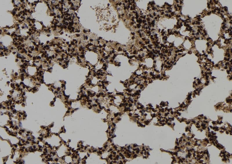 WDR18 Antibody