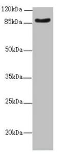 FAM48A / P38IP Antibody