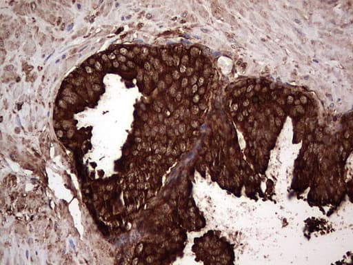 PKM2 Antibody (clone OTI12D5, Carrier-free)