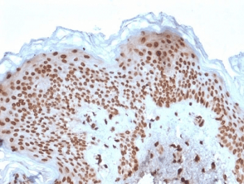 Monoclonal Mouse anti-Human EMD / Emerin Antibody (clone EMD/2167, Azide-free,BSA-free, IHC, WB)
