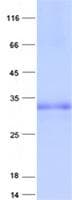 Human FANCA Protein (Recombinant His, N-Terminal)