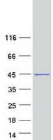 Human NUDT13 Protein (Recombinant Myc-DDK (Flag))