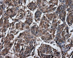 FAHD2A Antibody (clone OTI9B5, Carrier-free)