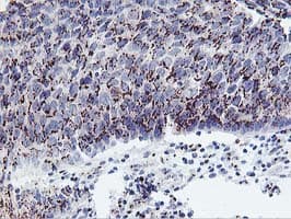 FXN / Frataxin Antibody (clone OTI1C12)
