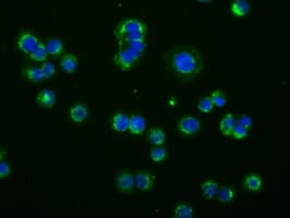 PDE4A / PDE4 Antibody (clone OTI1C8)